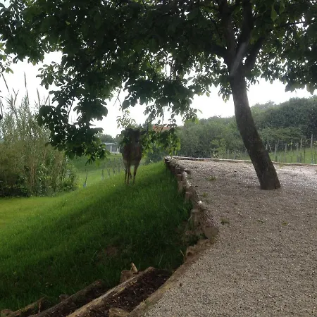 Balaton View 블로톤퓌레드